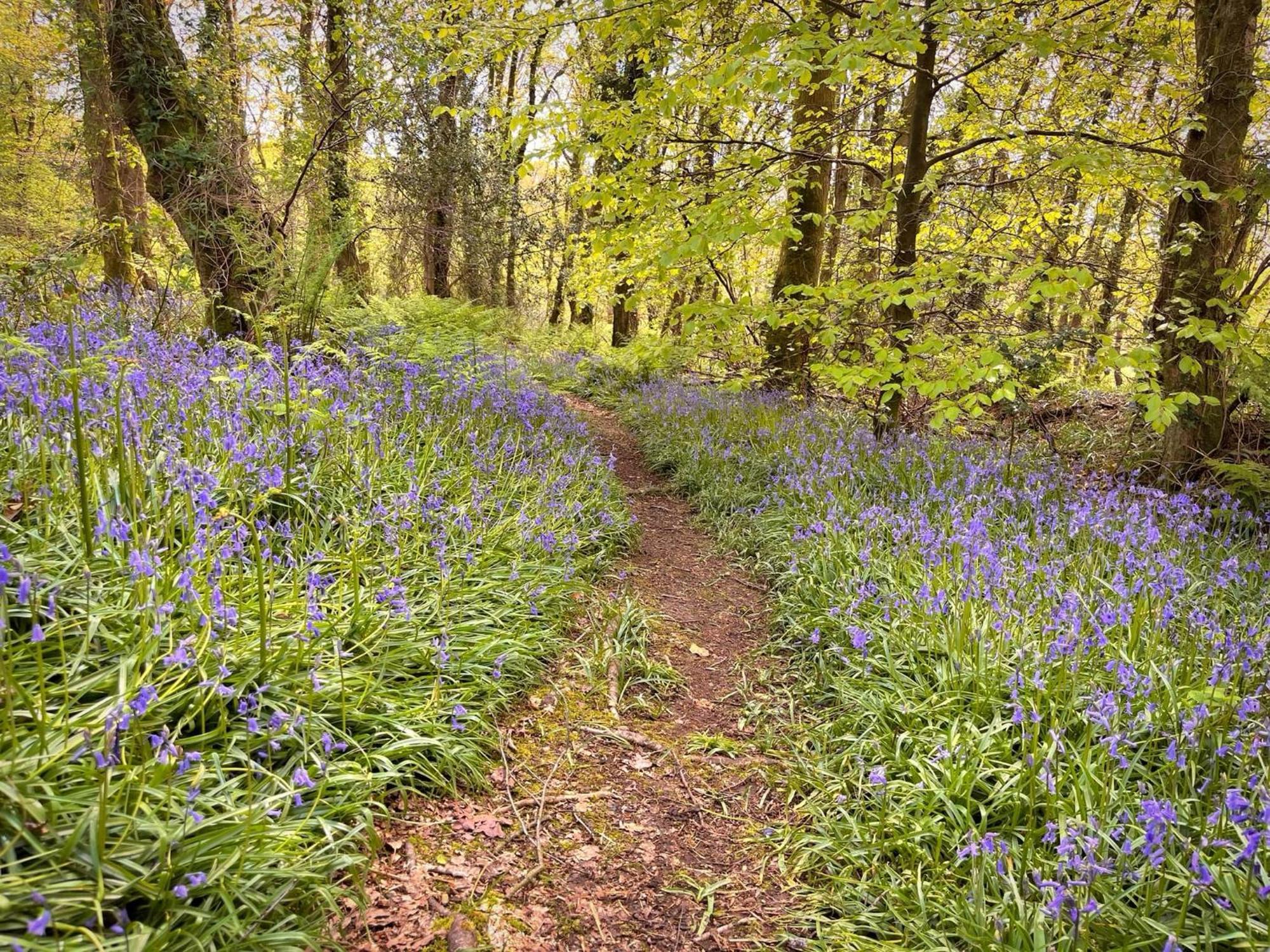 Woodland View -Hot Tub-Tenby-Carmarthen-St Clears Esterno foto